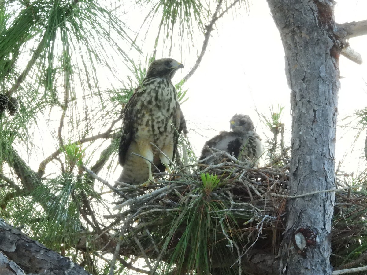 Red-shouldered Hawk - ML619579792