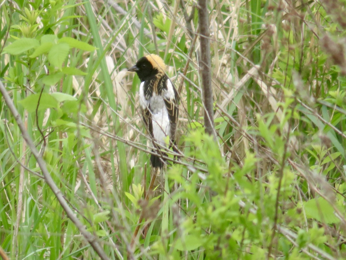 Bobolink - Christine Cote