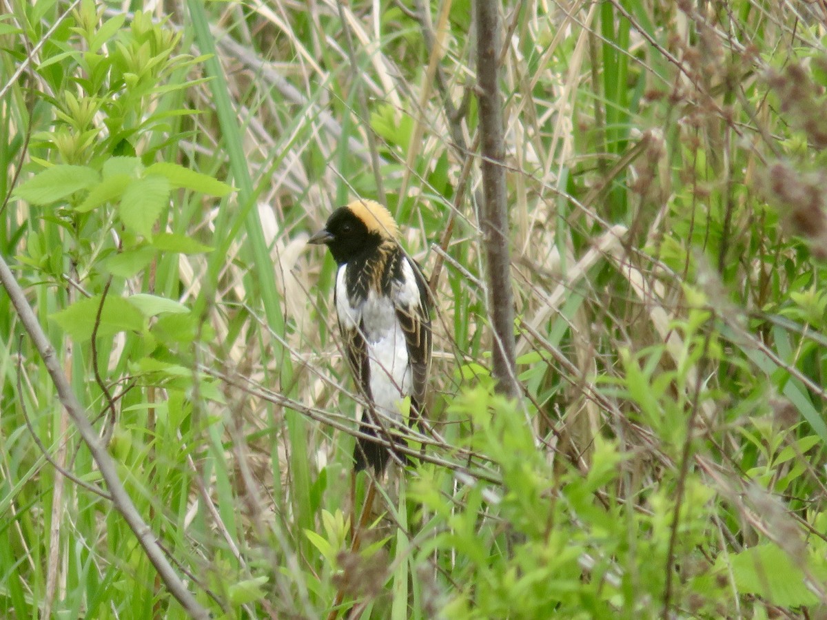 Bobolink - Christine Cote