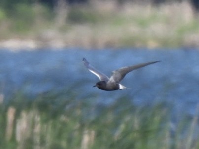 Black Tern - Richard Lott