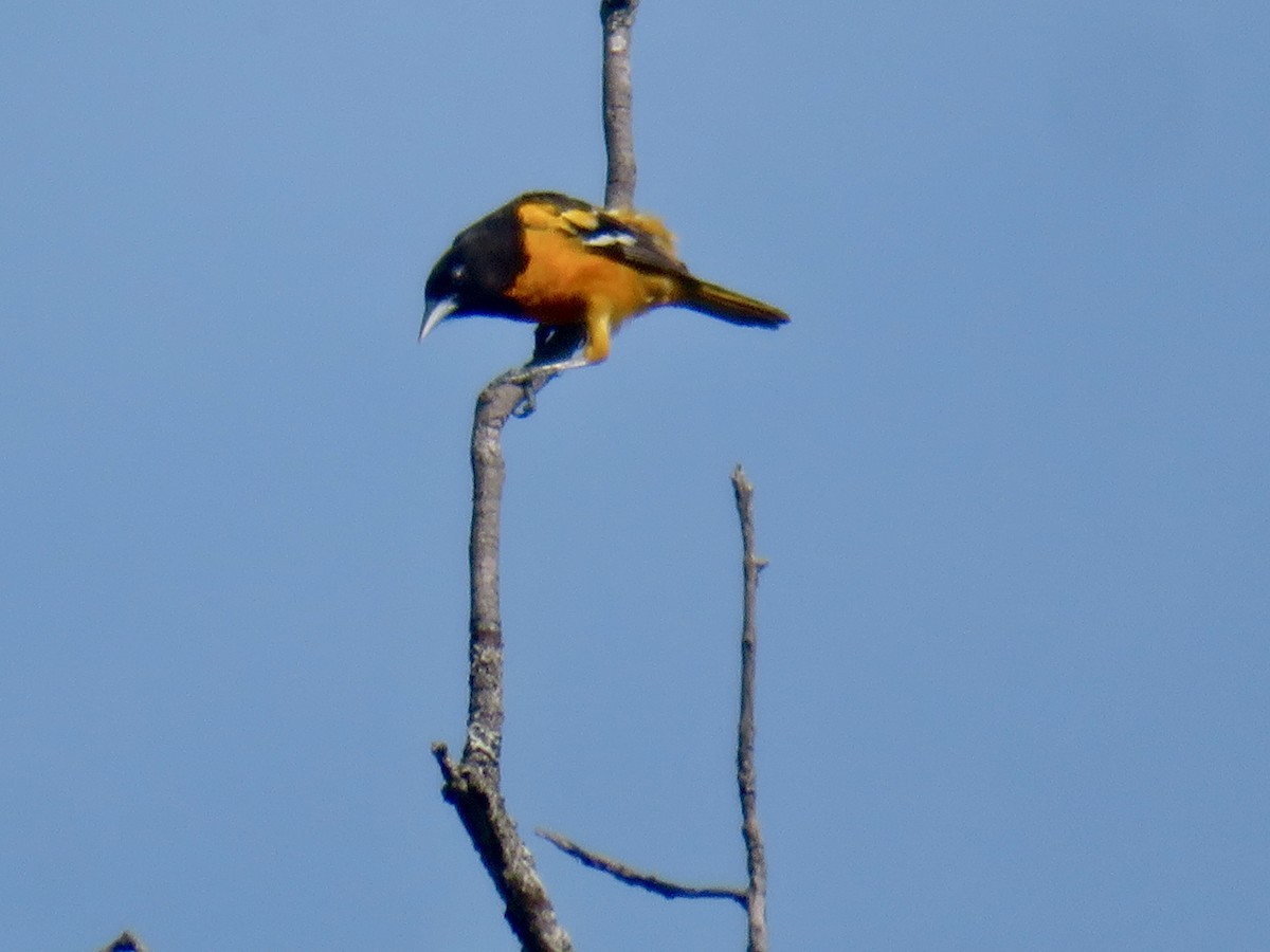 Baltimore Oriole - Christine Cote