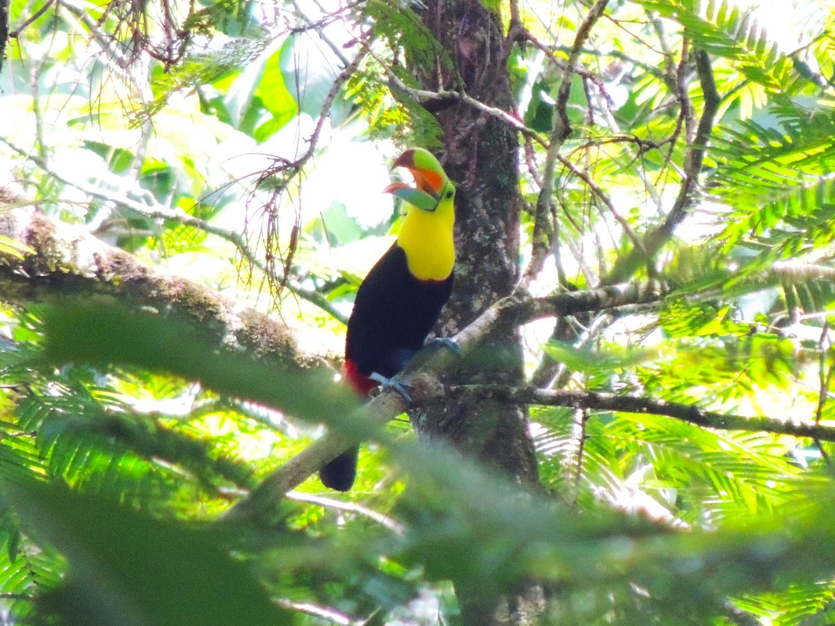 Keel-billed Toucan - Roger Lambert