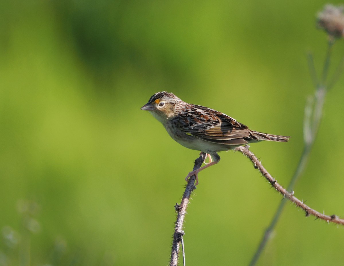 Grasshopper Sparrow - Kent Davis