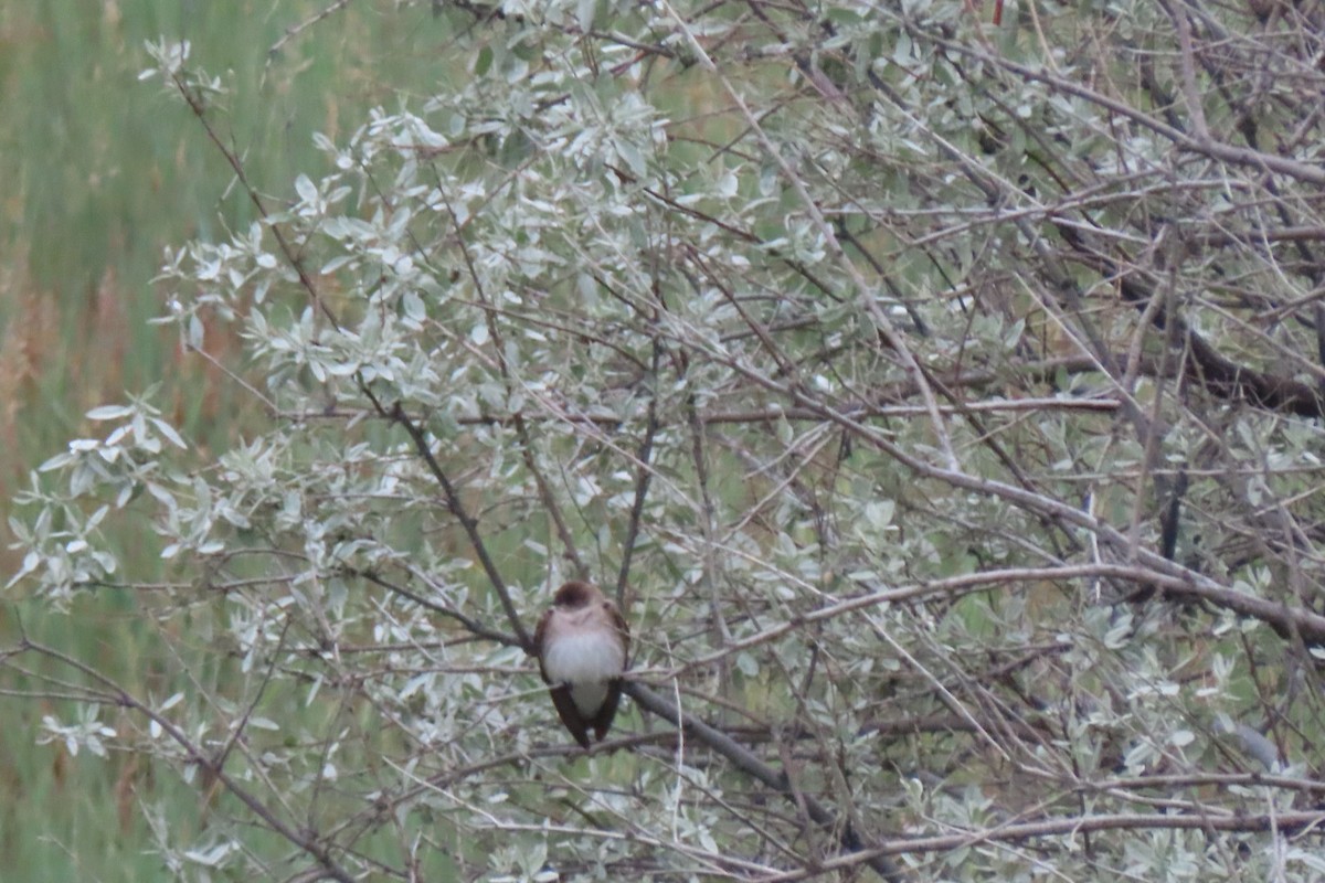 Northern Rough-winged Swallow - Suzi Holt