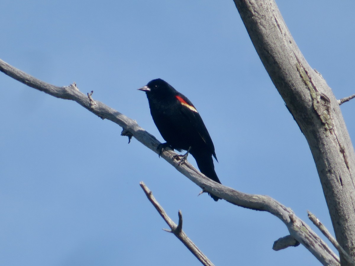 Red-winged Blackbird - Christine Cote