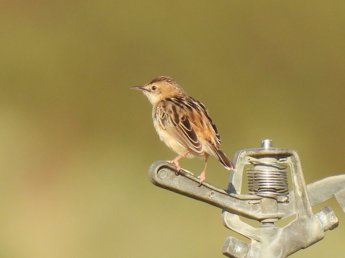 Zitting Cisticola - Miguel Ángel  Pardo Baeza