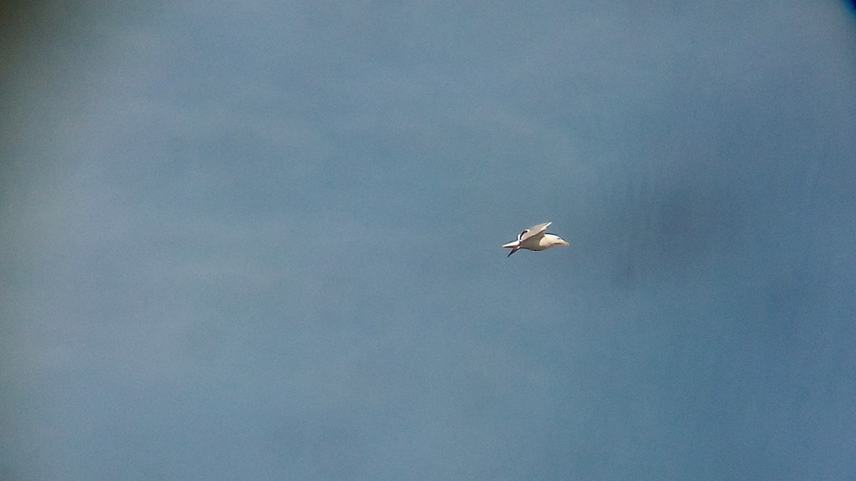 Herring Gull - Ade Ben-Sal.