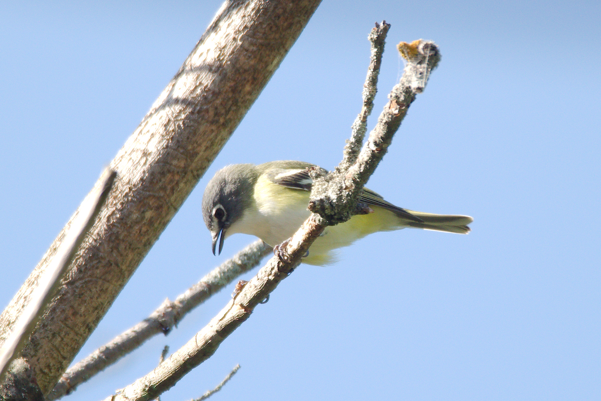 Mavi Başlı Vireo - ML619579827