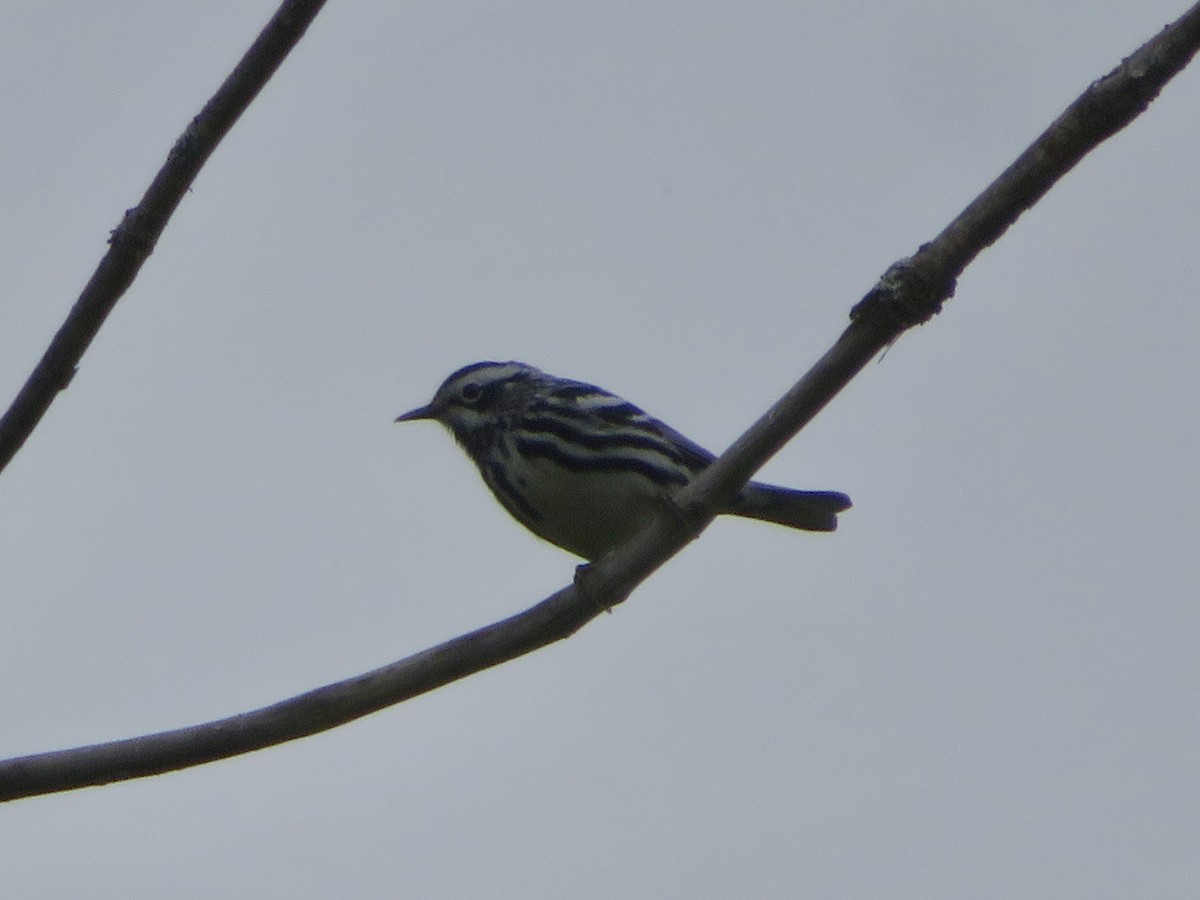 Black-and-white Warbler - Christine Cote