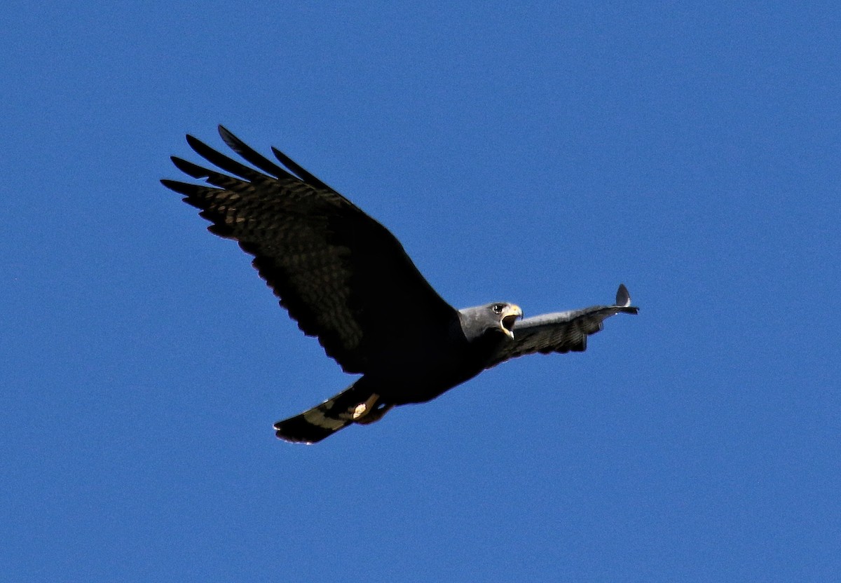 Zone-tailed Hawk - Arthur Gonzales