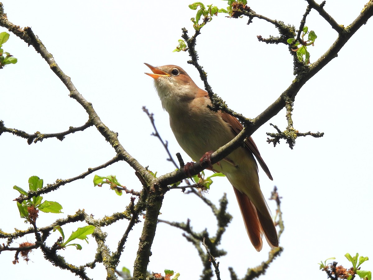 Common Nightingale - Tanja Britton