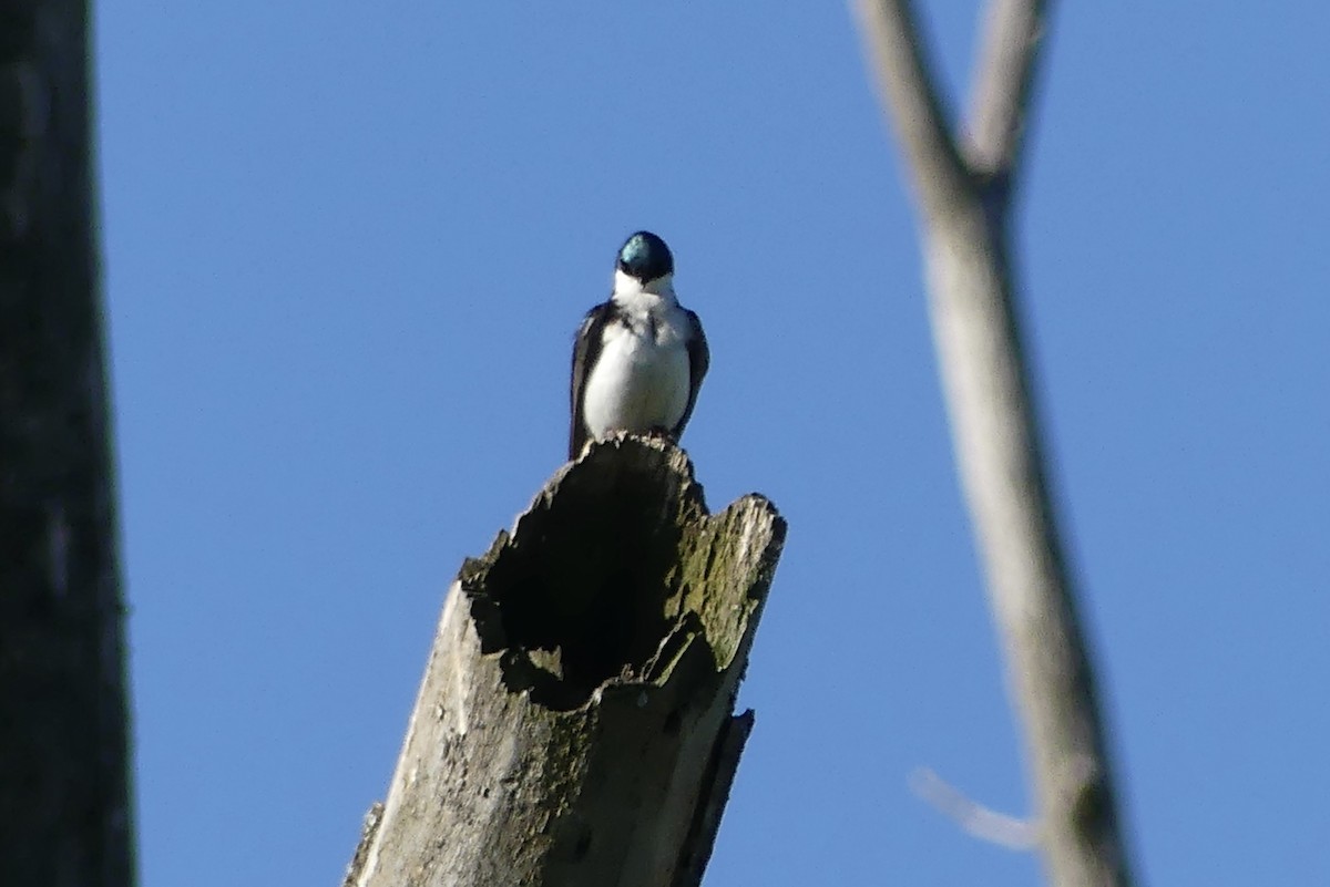 Tree Swallow - Anonymous