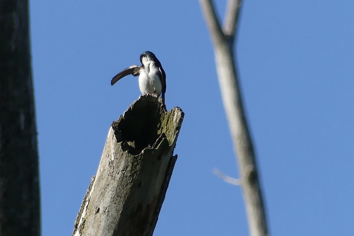 Tree Swallow - Anonymous