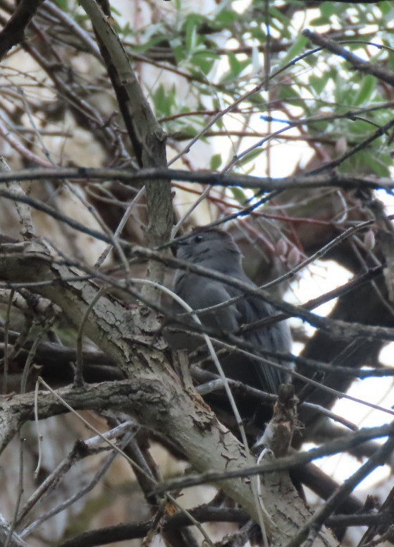 Gray Catbird - Suzi Holt