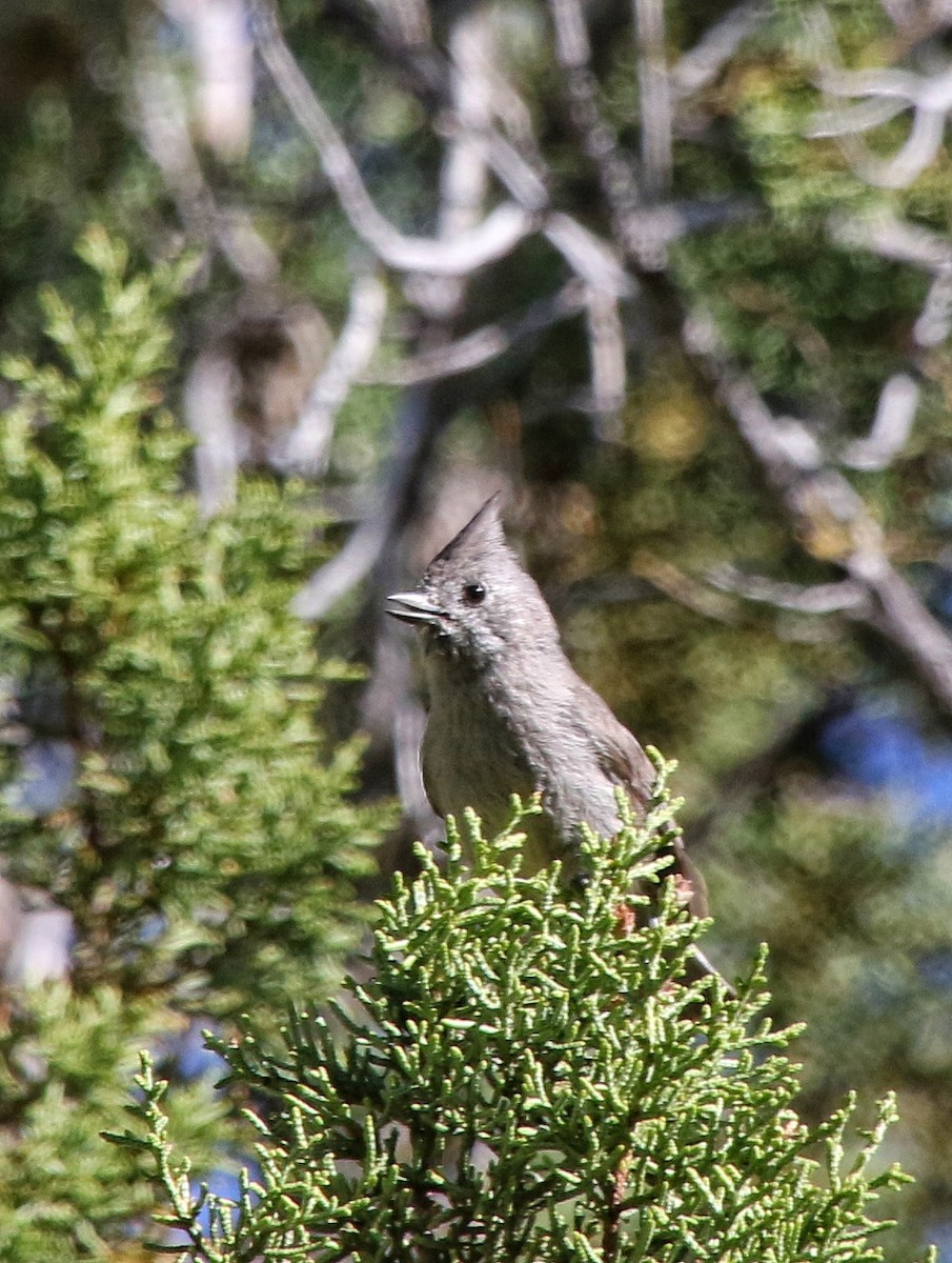 Juniper Titmouse - Arthur Gonzales