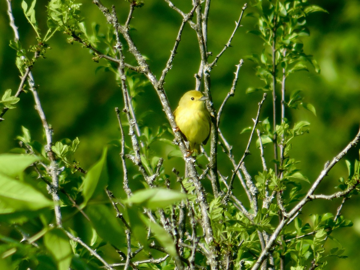 Yellow Warbler - Christine Cote