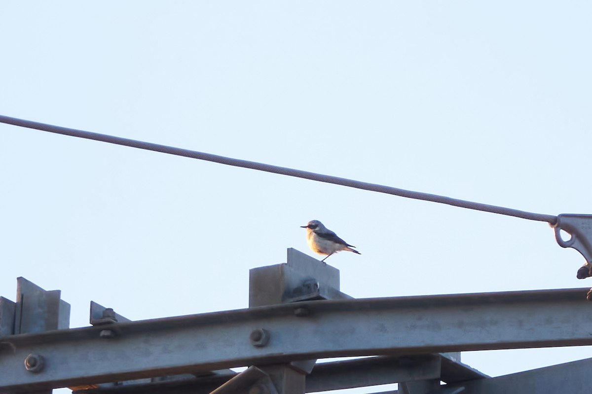 Northern Wheatear - Luis Manso