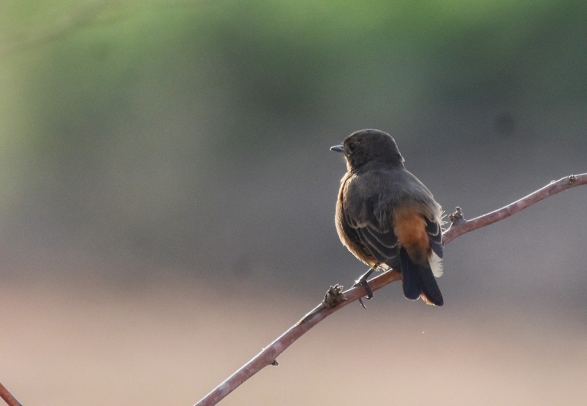 Pied Bushchat - ML619579866