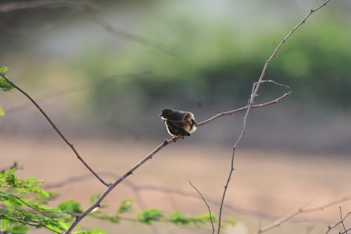 Pied Bushchat - Sathish Ramamoorthy