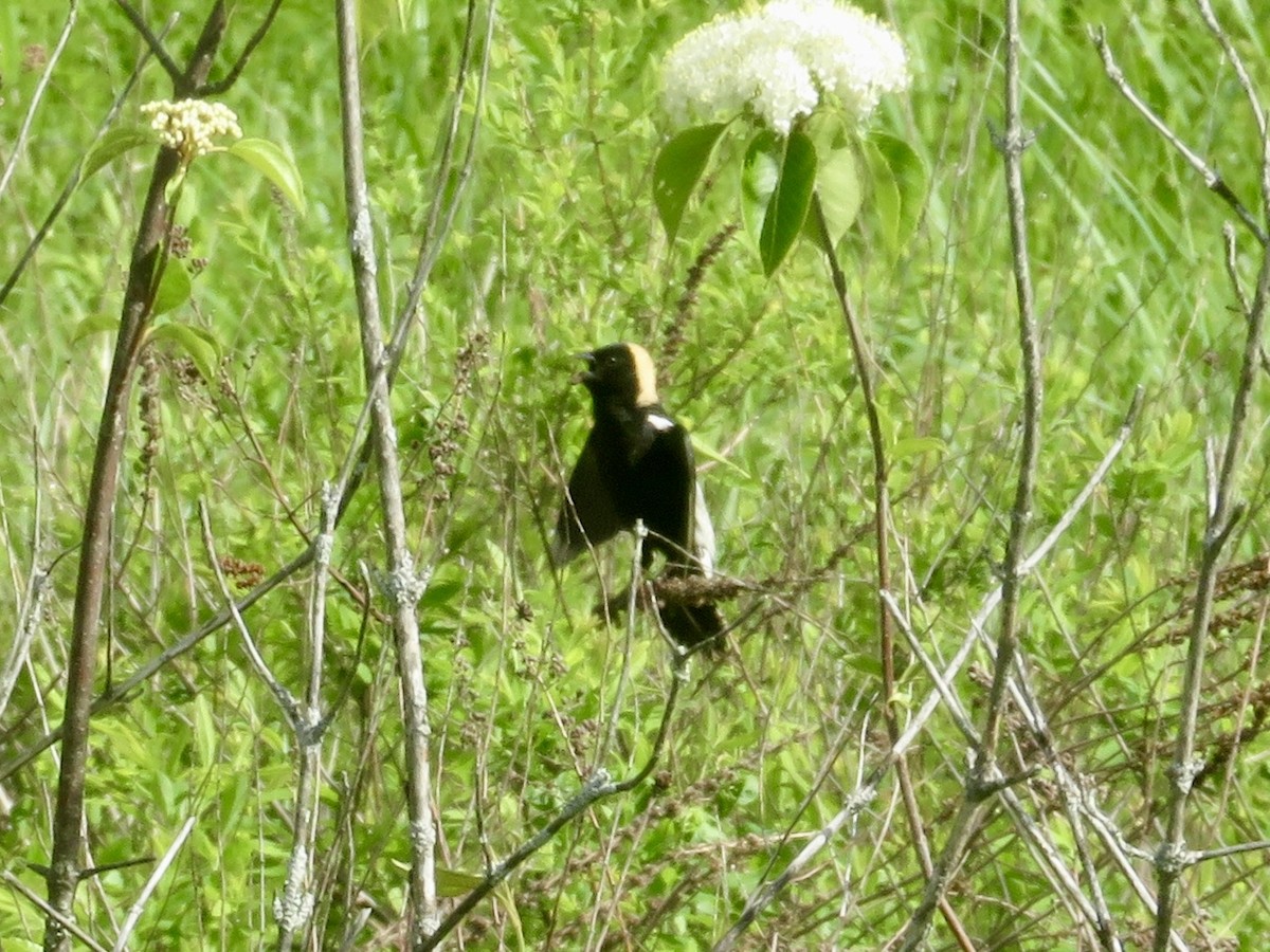 Bobolink - Christine Cote