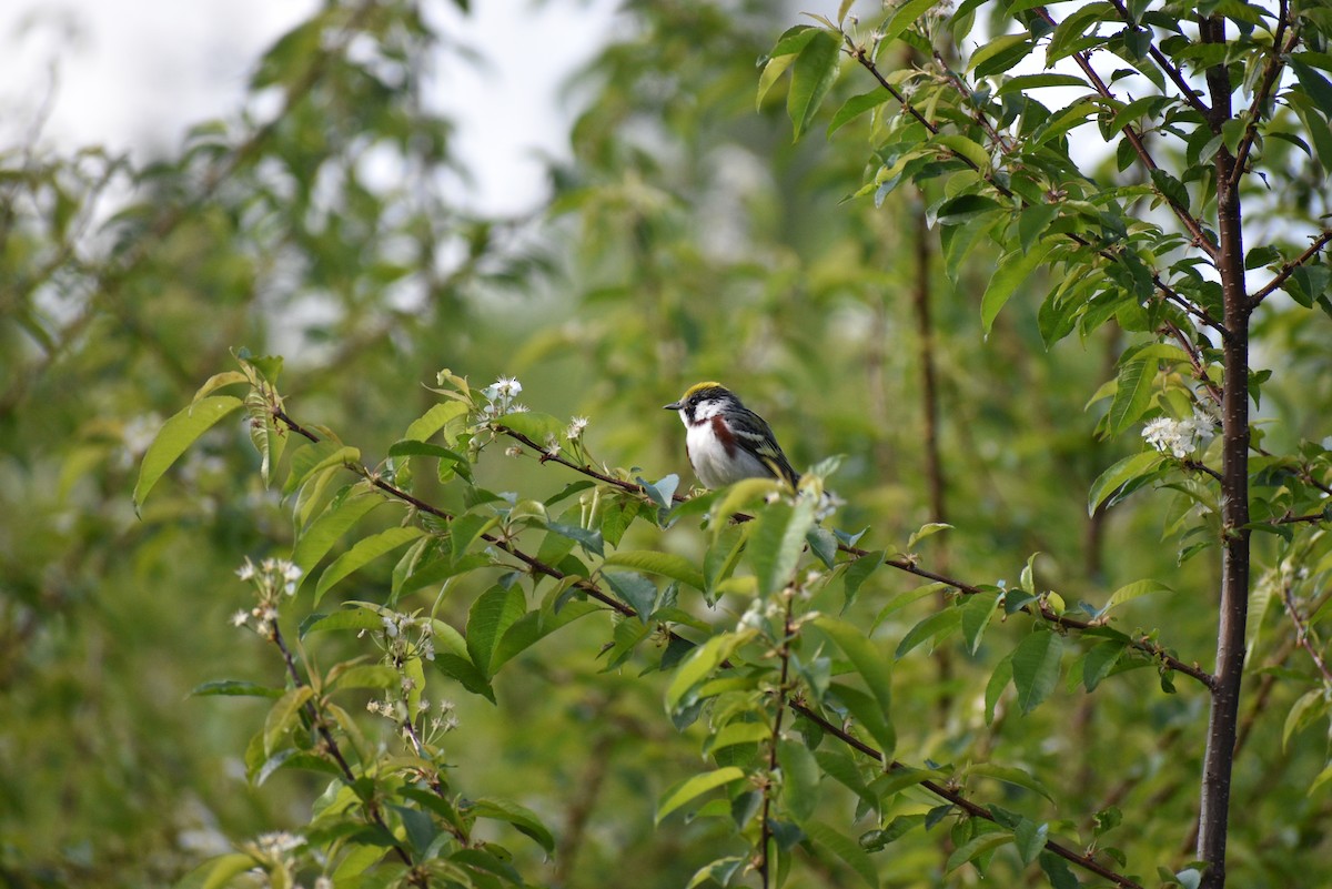 Chestnut-sided Warbler - Marlene Deschenes