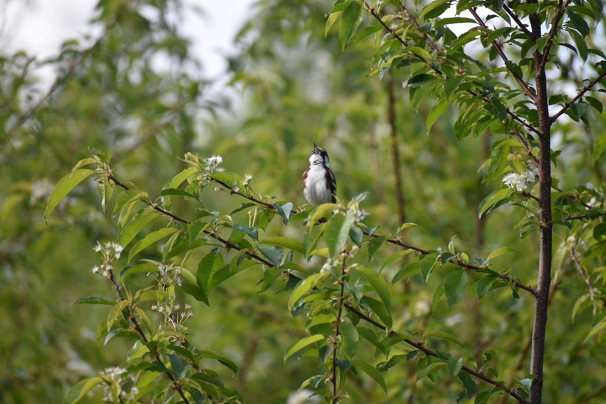 Chestnut-sided Warbler - Marlene Deschenes