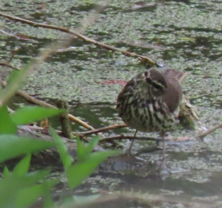 Northern Waterthrush - Suzi Holt