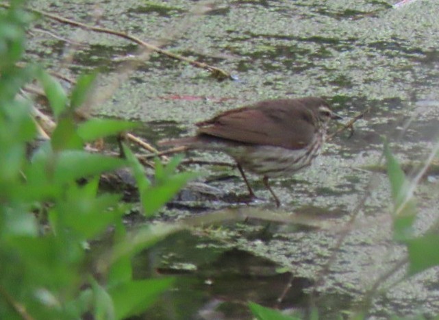 Northern Waterthrush - Suzi Holt