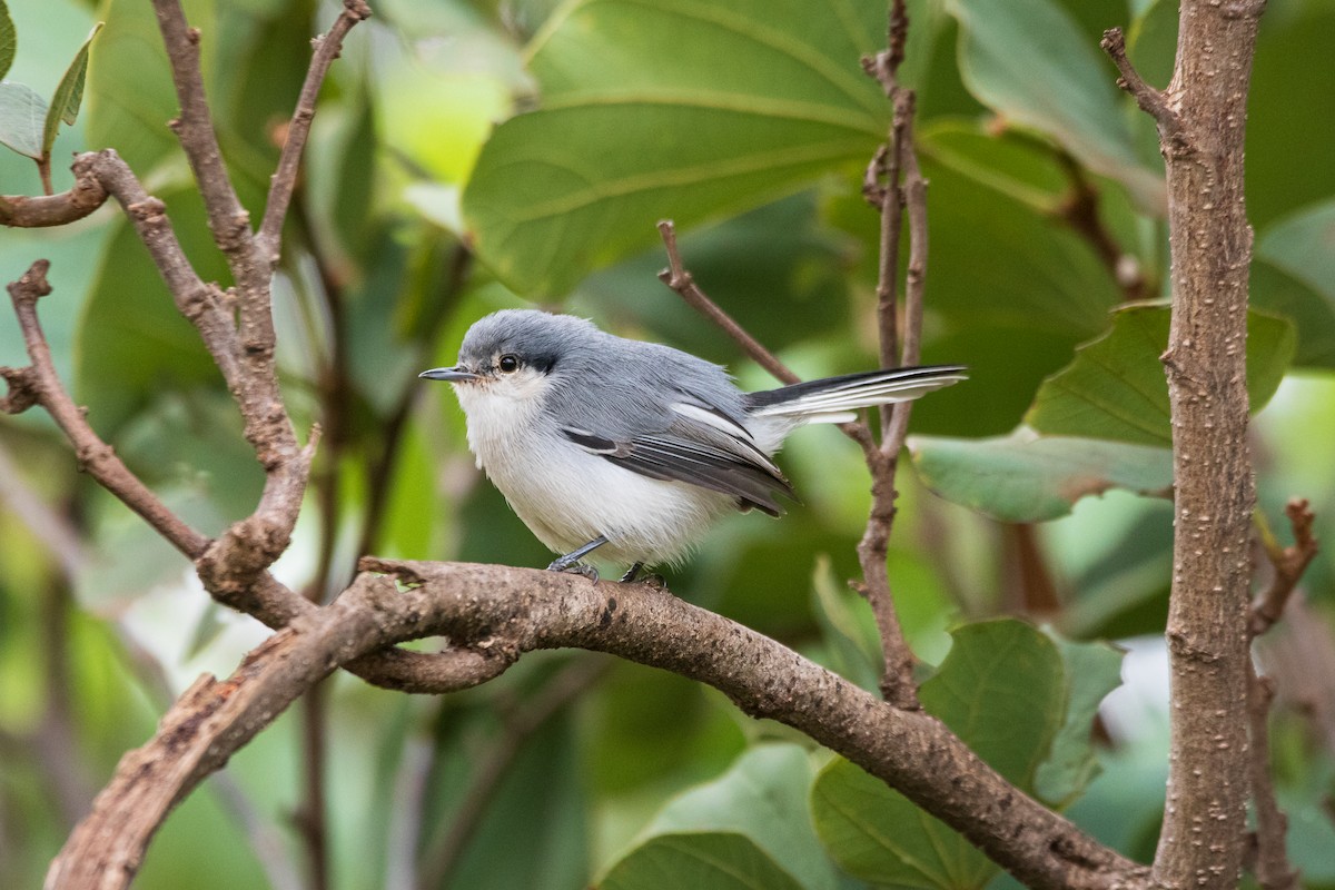 Masked Gnatcatcher - ML619579892