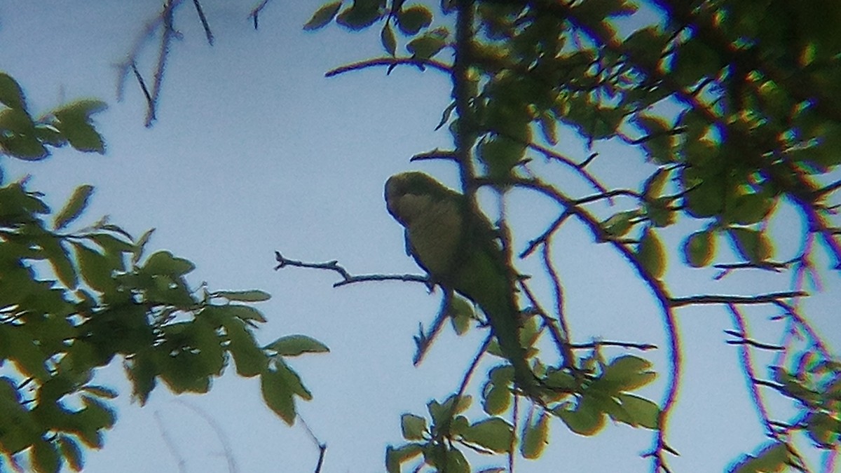 Monk Parakeet - Ade Ben-Sal.