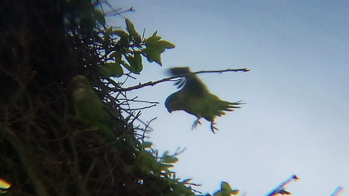 Monk Parakeet - Ade Ben-Sal.