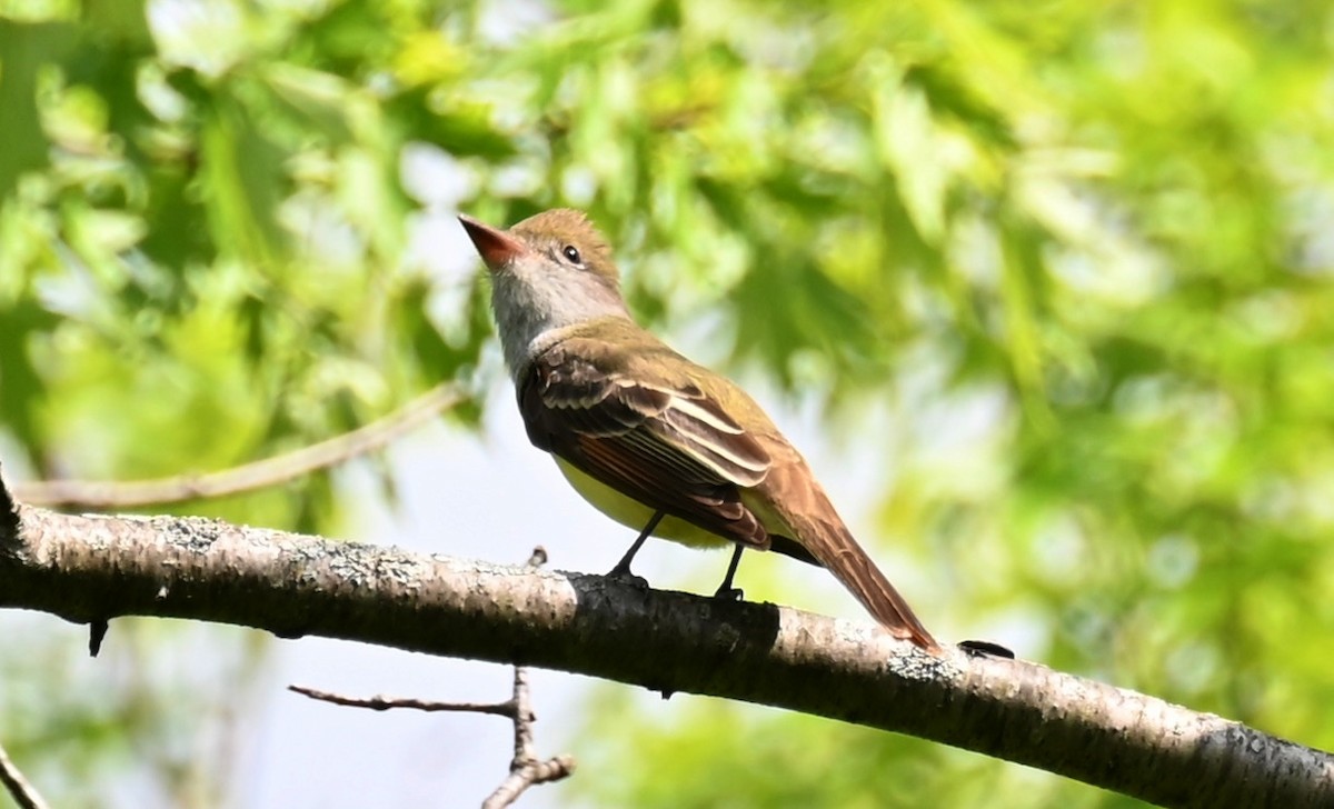 Great Crested Flycatcher - Tim Saylor