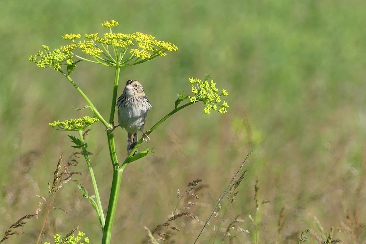 Henslow's Sparrow - Anonymous