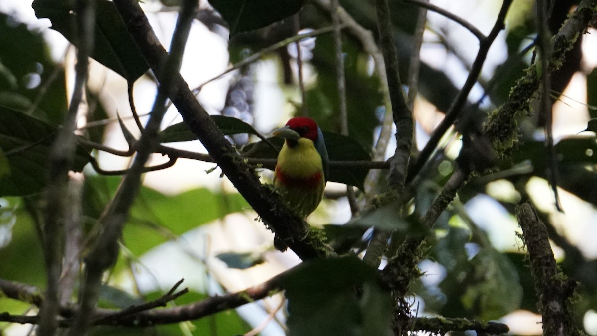 Versicolored Barbet - ML619579910