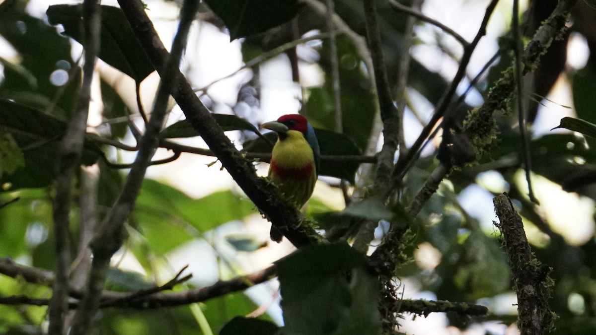 Versicolored Barbet - ML619579911