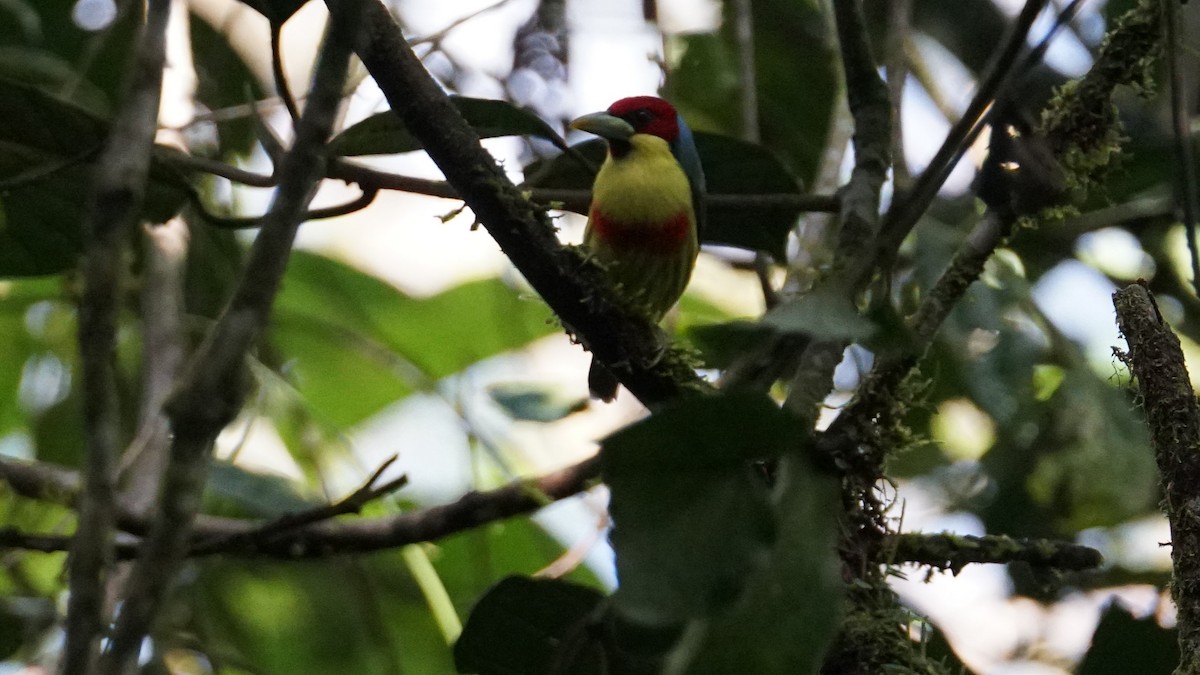 Versicolored Barbet - ML619579912