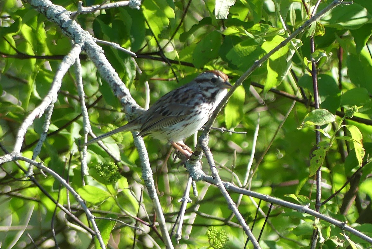 Song Sparrow - Anonymous