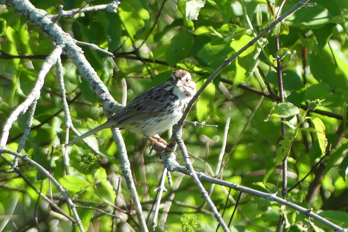 Song Sparrow - Anonymous