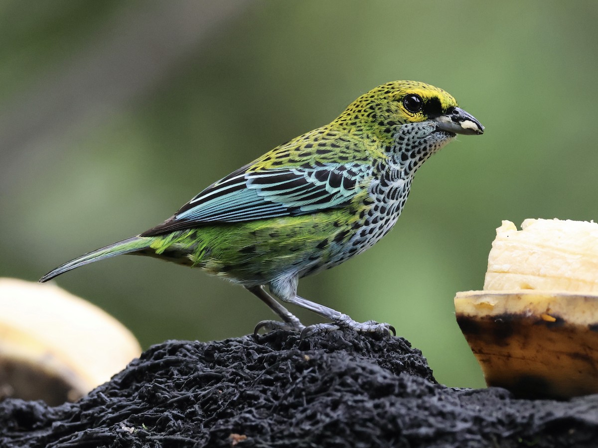 Speckled Tanager - Amy Bishop & Doug Booher