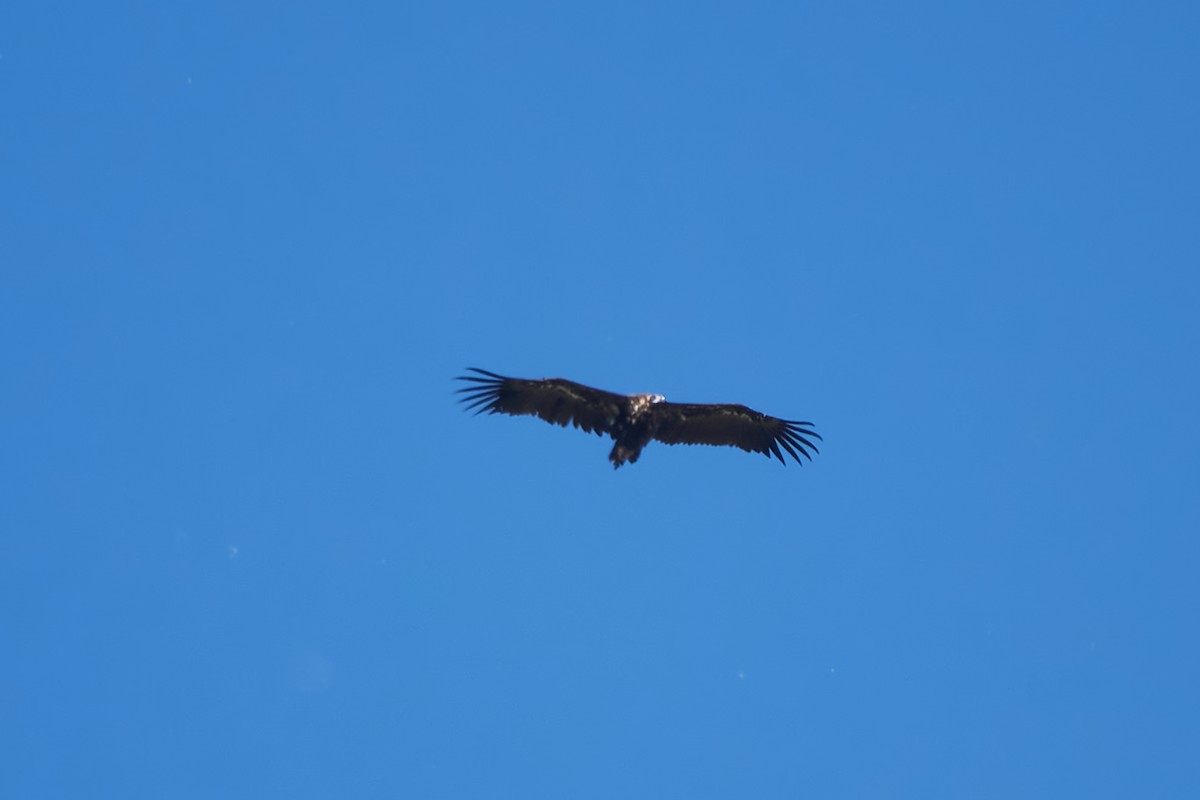 Cinereous Vulture - Luis Manso