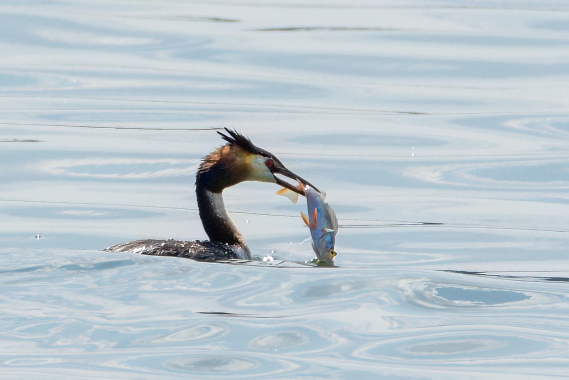 Great Crested Grebe - Valery Treitsiak