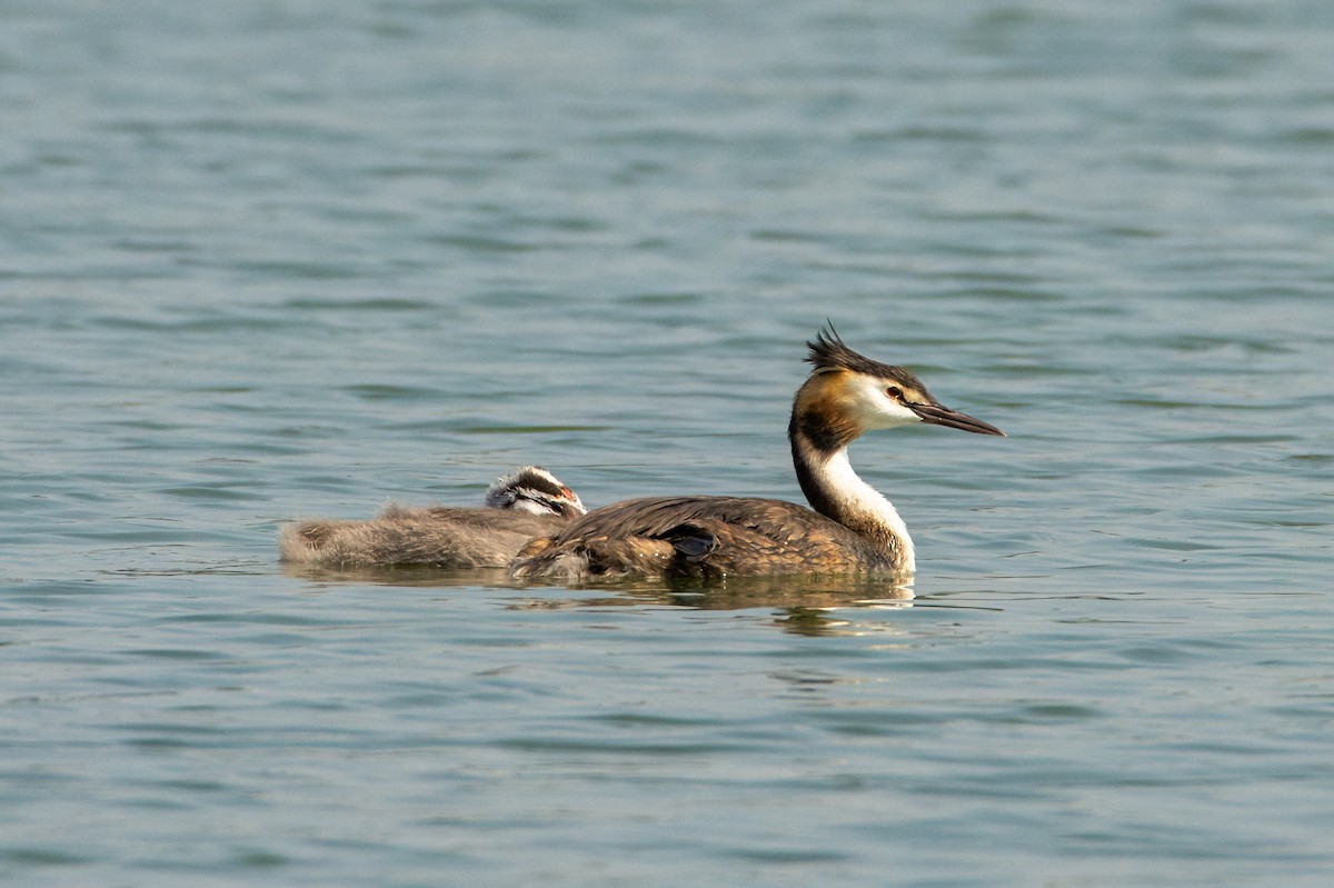 Great Crested Grebe - Valery Treitsiak