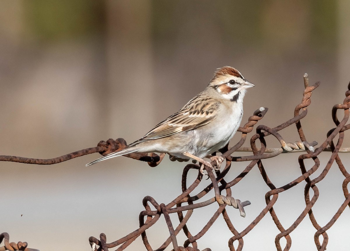 Lark Sparrow - ML619579929