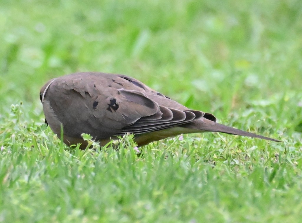 Mourning Dove - Steve Davis