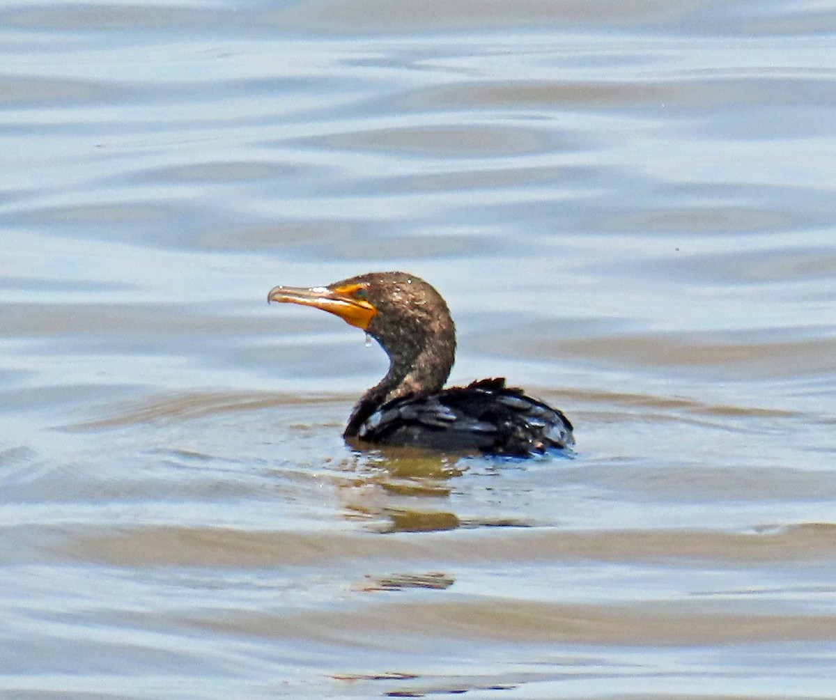 Double-crested Cormorant - JoAnn Potter Riggle 🦤