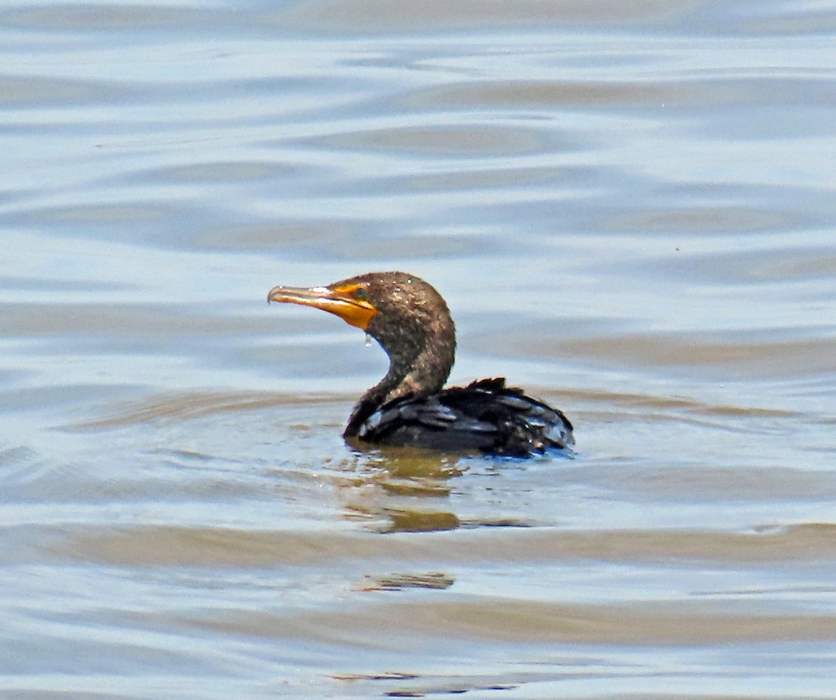 Double-crested Cormorant - ML619579944