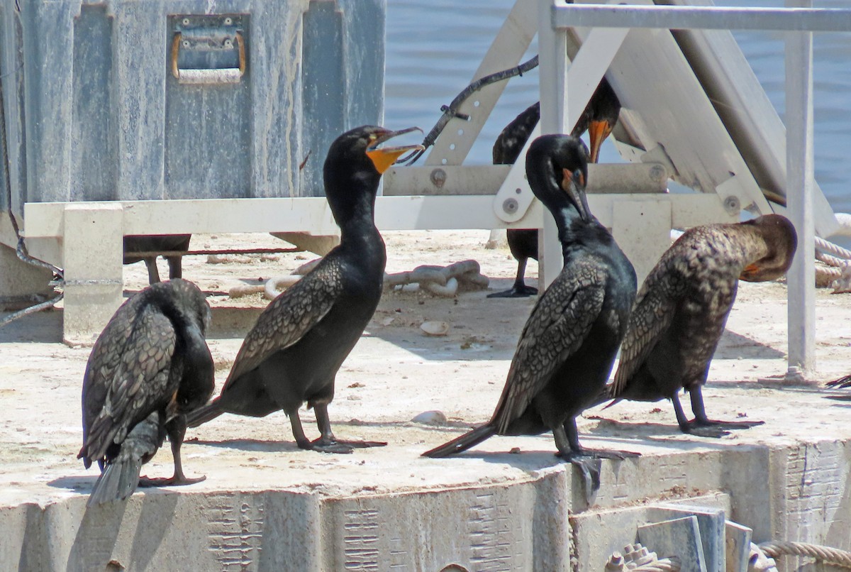 Double-crested Cormorant - JoAnn Potter Riggle 🦤