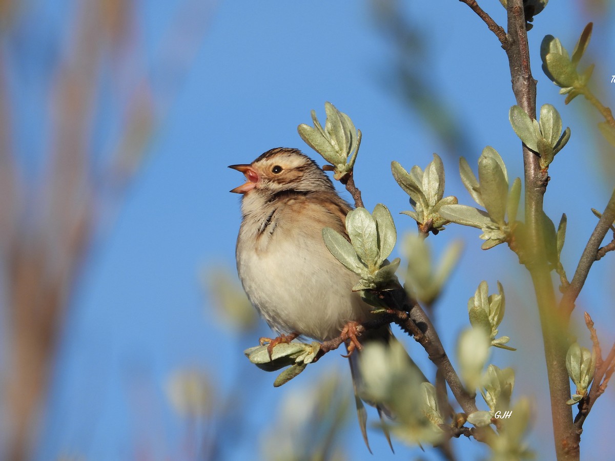 Clay-colored Sparrow - ML619579947