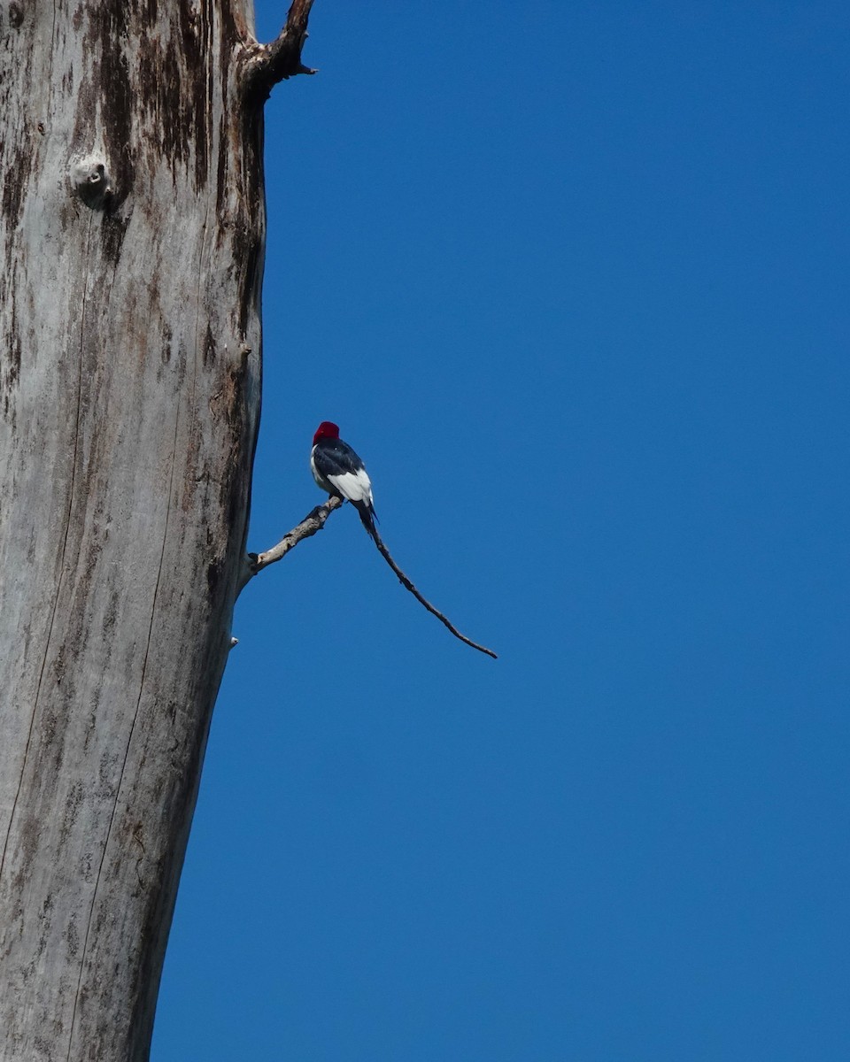 Red-headed Woodpecker - ami horowitz