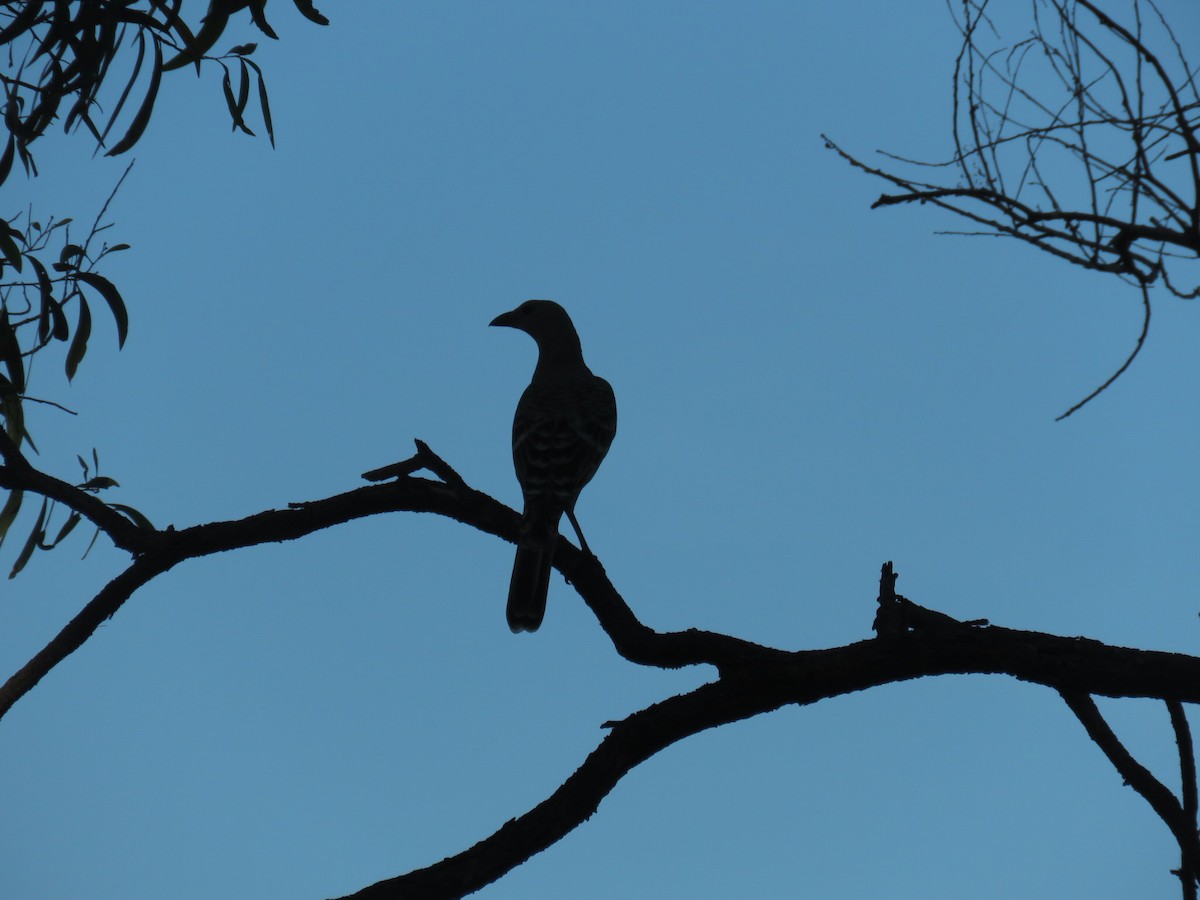 Great Bowerbird - ML619579950